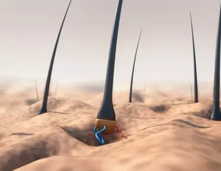 Pengertian Folikel Rambut dan Perannya dalam Kesehatan Rambut