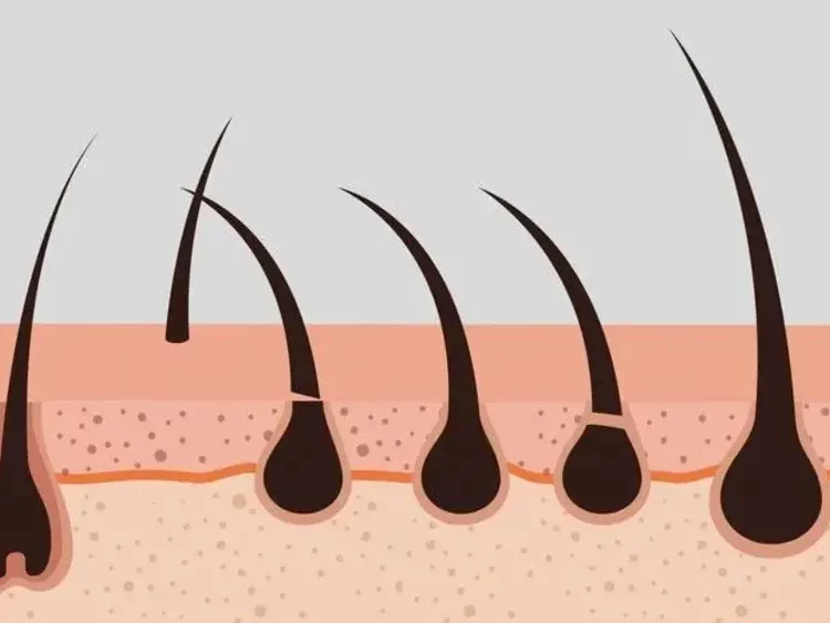 Struktur Rambut: Mengenal Bagian-Bagian Rambut dan Fungsinya