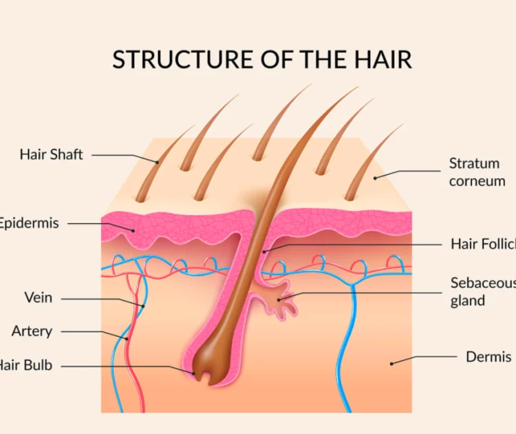 Apa itu Hair Shaft? Kenali Bagian Rambut yang Sering Diabaikan